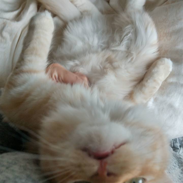 0f5a2137 5d40 4455 89af be9718cc0ca7 1619923936234