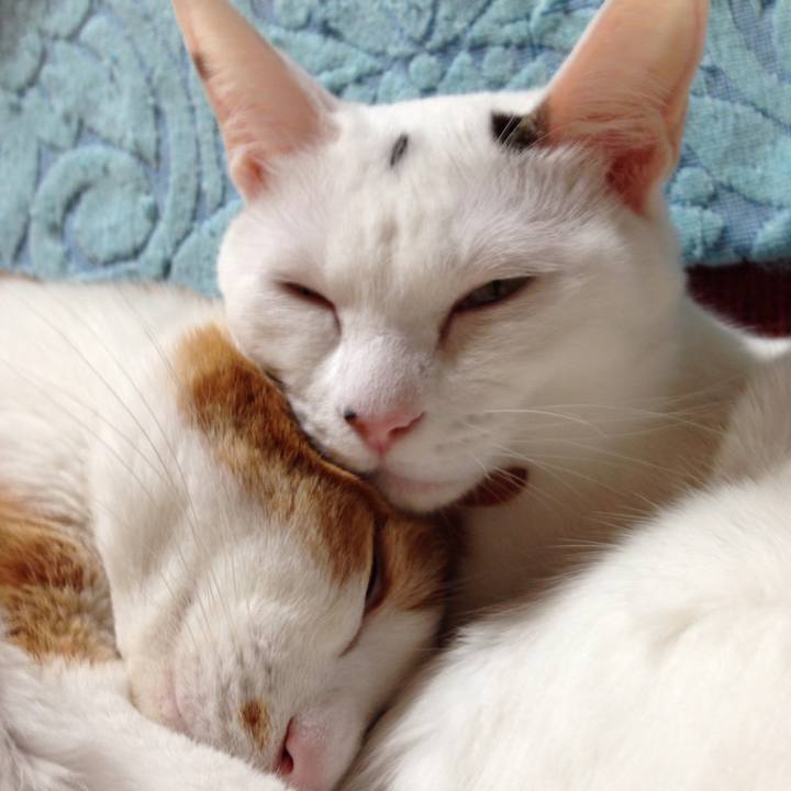 0f5c0535 2ba6 49eb bec6 5dd242ba99e9 1509275641708