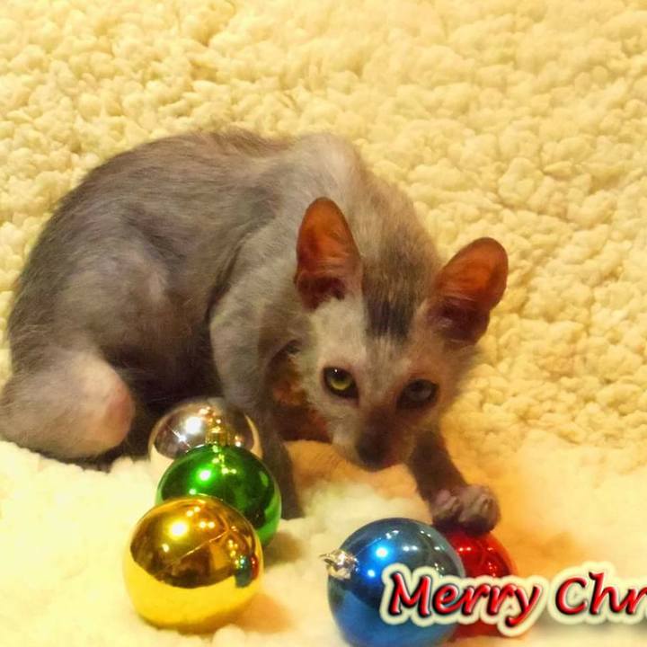 0f5cc979 b40f 4bee b8cc dbff0478eca3 1514181395121