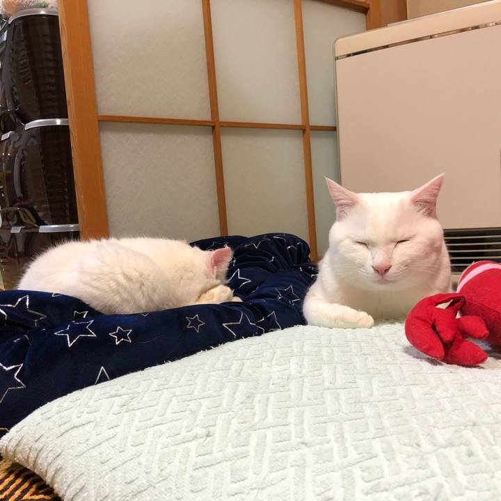 0f5cebae cb04 4575 8f61 25f85b0b90e8 1543134927324