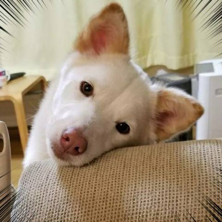 0f5e41cf 4b4a 4201 8825 b7426e6ad3a5 1516966766985