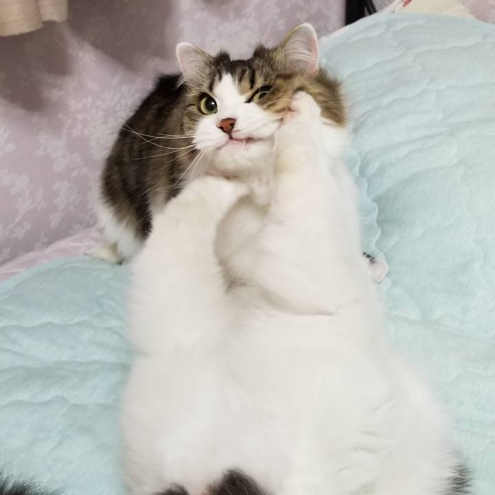 0f5f97cd 7dd9 4b72 9ca4 249bad7bd7f7 1541282786632