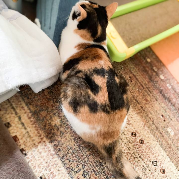 0f64520e 2dfc 4f44 98f3 78878582bab9 1587003065709