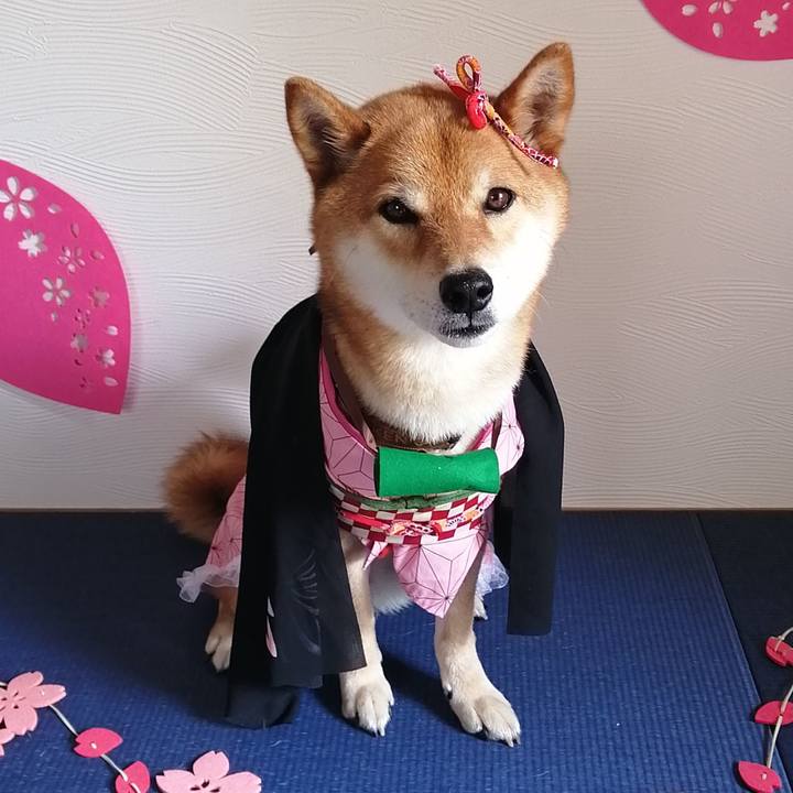 0f650381 9ede 4449 b96f 3421f223925d 1591154058614