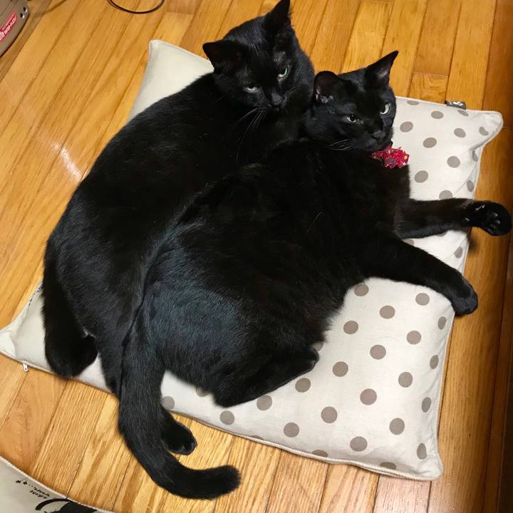 0f6900c3 9e34 4889 9909 892c2a8b9dcb 1538662024407