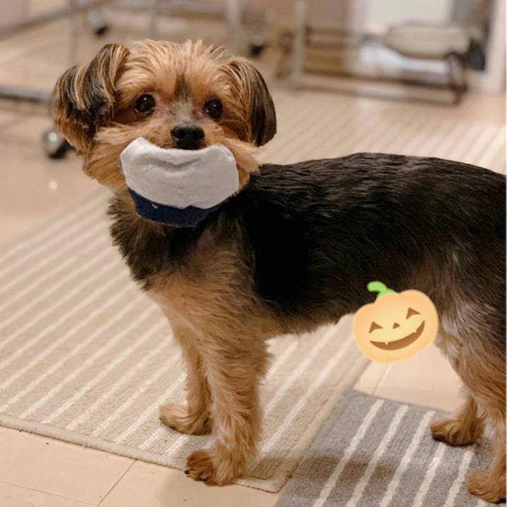 0f6913a5 f30c 4f47 8d62 af1e51a5f483 1604050438514