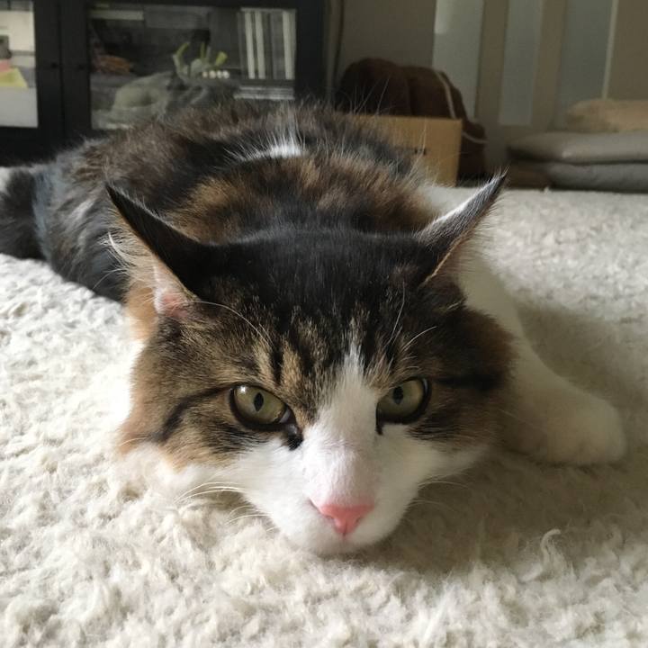 0f6a41af f060 43c2 ac7e 8b7f72a5a0d6 1512362468704