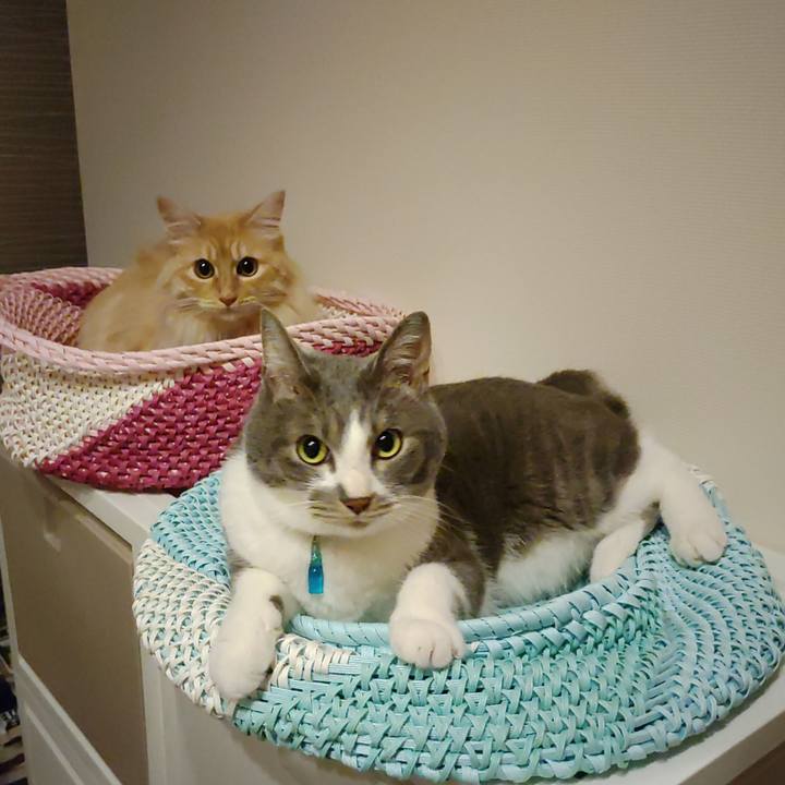 0f6a9f5c 7063 4361 b93c fb6112d9d9ad 1654867330128