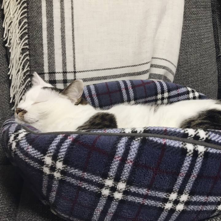 0f6ddbcf 9ebb 41fd 9ca3 3c7a3ac83c26 1541911465312