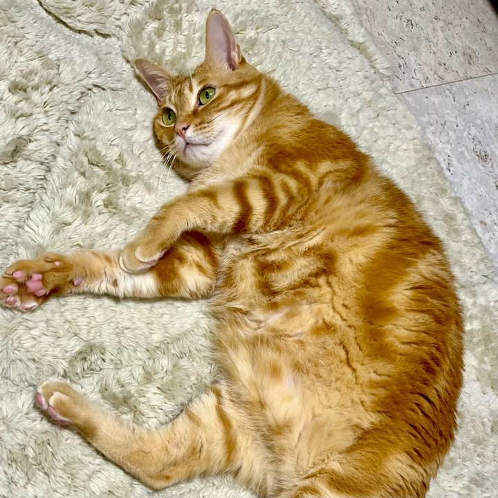 0f70ad02 64a8 45a0 a52b 29b7fdc41854 1763101233434