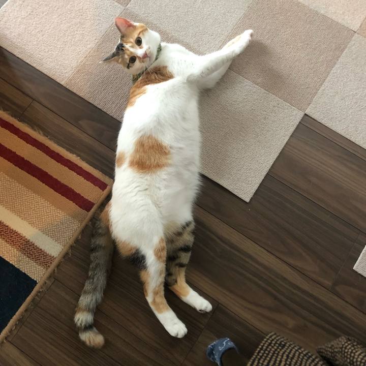 0f728a9d fa72 40e9 a138 11290e645a2d 1593334991432