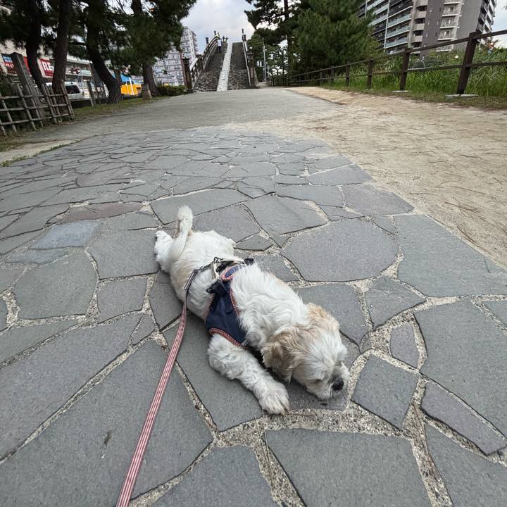 0f7bc8ec 4e47 4a70 a618 2a97102dc546 1759441725636