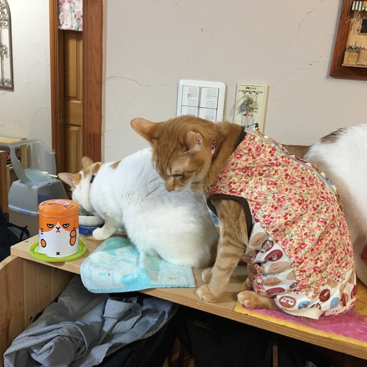 0f8167ea d2cc 47af 8690 ecbef844ec76 1516447414485