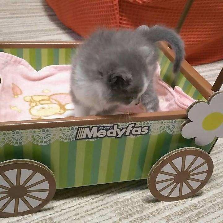 0f82a6fc 66fc 4589 8c82 2edc854ff001 1558352733025