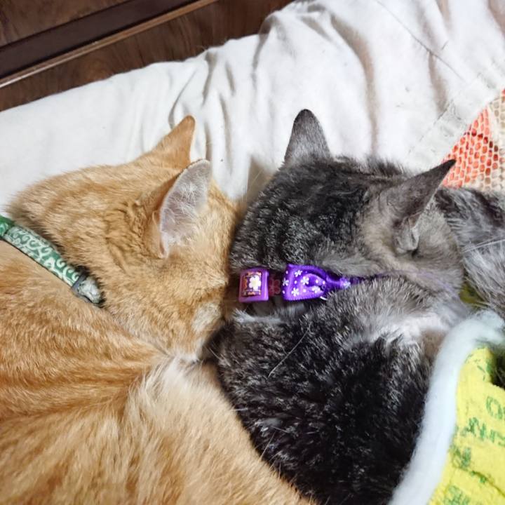 0f8415f2 866a 4860 9ac3 845886b4f3cb 1586522116842