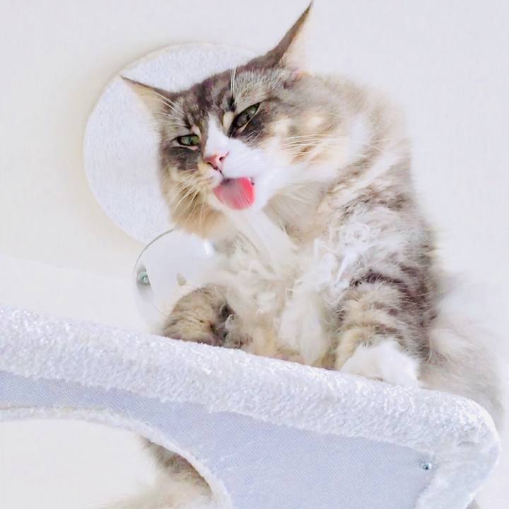 0f84a817 7585 4055 a1f6 2602a881b8b7 1511600755376