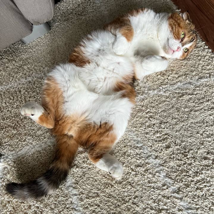 0f852684 568b 4c4a a764 6ecc59498d9a 1751009791434