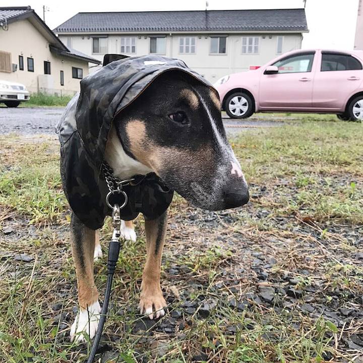 0f866030 3c36 43b6 94b1 0d05f351e77f 1508659046536