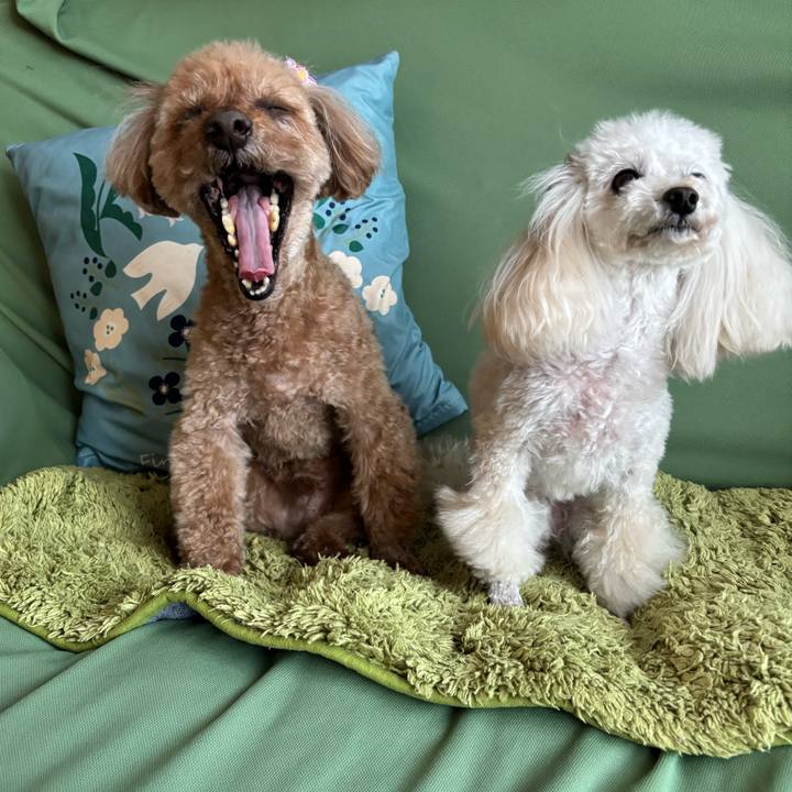 0f870ff9 35d7 4401 a91e 67616c980a8c 1774681514070