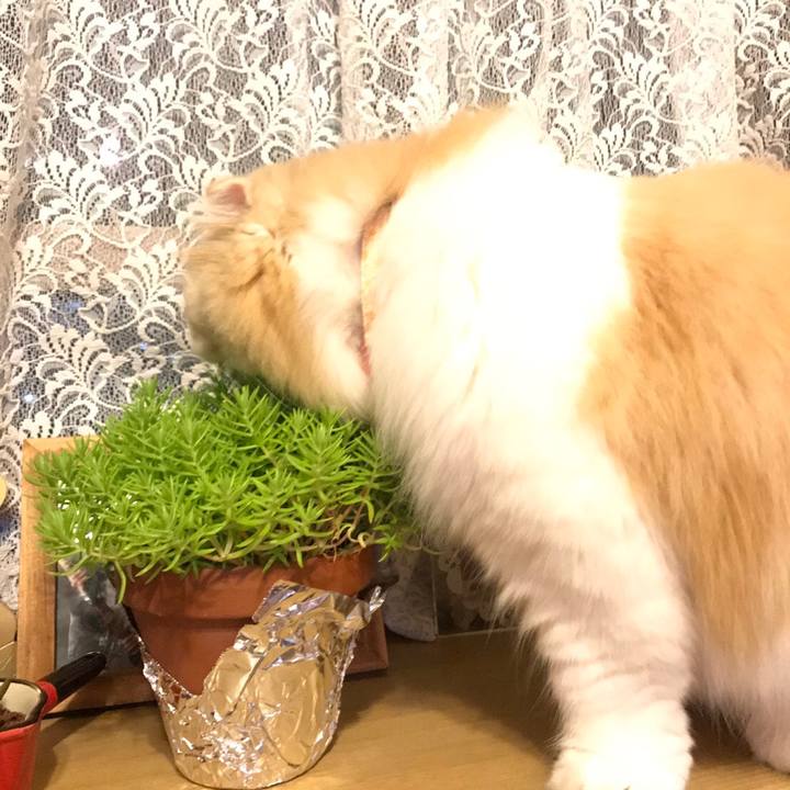 0f88dce0 990a 4eec 8de6 891b6c55c933 1560005475153