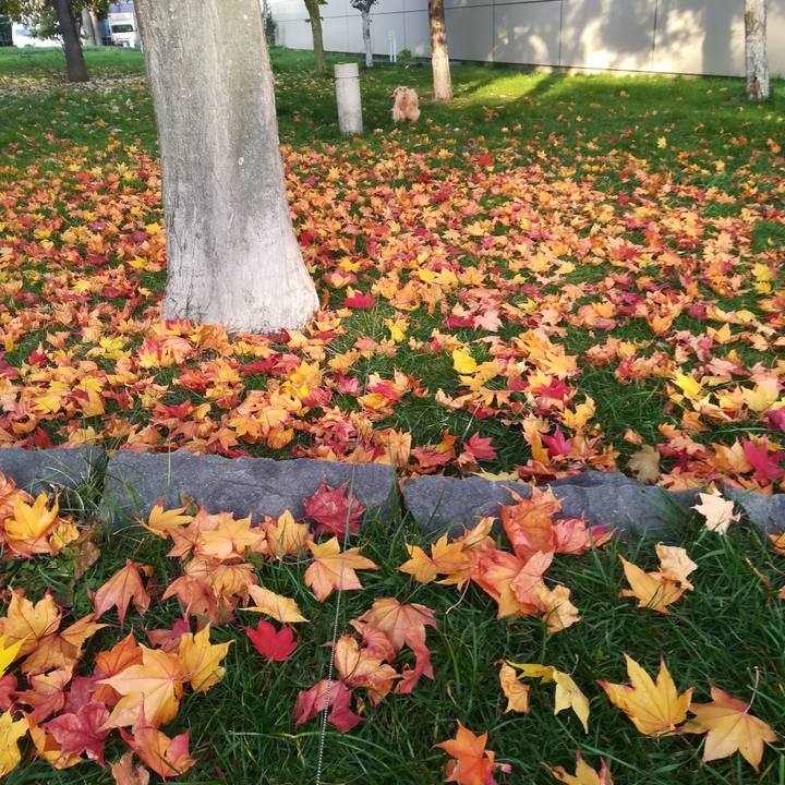 0f8b1bd3 57e2 44a5 92fc f8d10f08a2d2 1572322716450