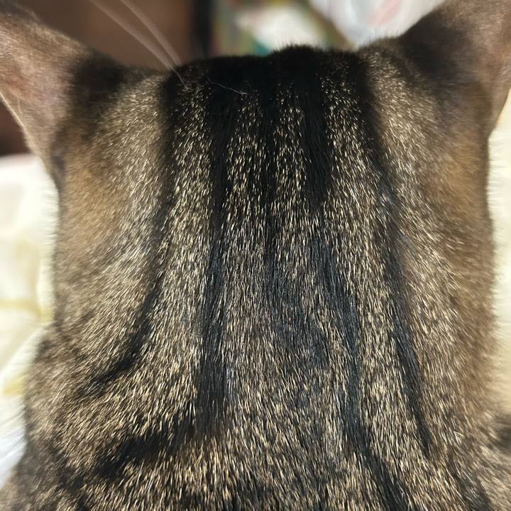 0f94577a 3706 47f9 83d5 f62edad88eff 1758752553736