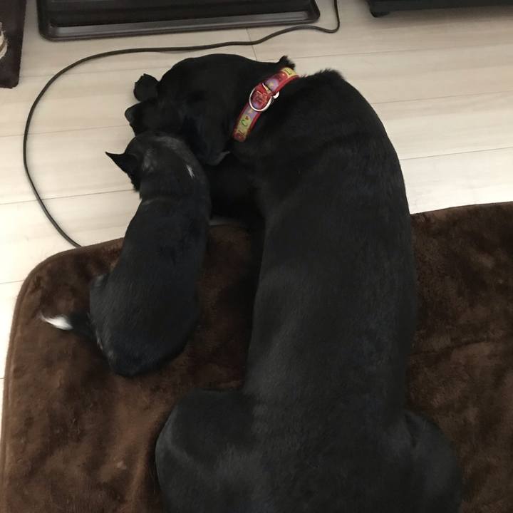 0f964cde f42a 4c02 aaa9 8bd76d99691b 1544231008466