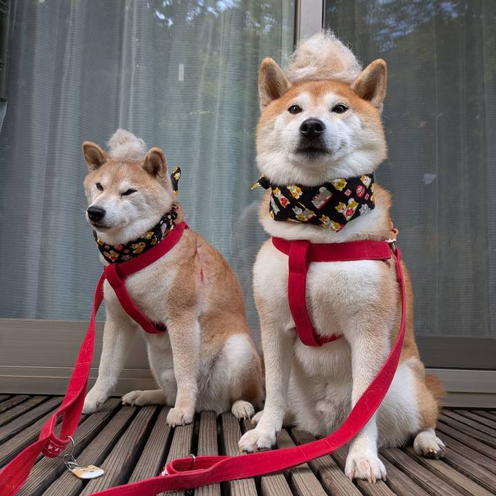 0f986bd4 f8ea 4c05 9d81 ff8c7fe30c27 1757402215395