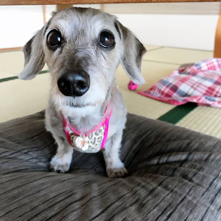 0f9beed1 cef7 4c44 9511 7eaa3f44f87e 1526824524123