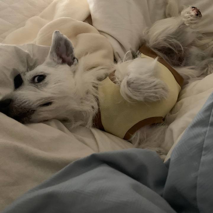 0fa27bba 0fd0 48ad b4b4 982c591df666 1575989126768