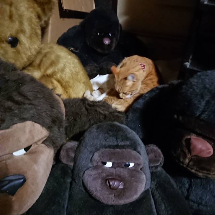 0fa2fa46 a5ef 4161 b101 c99db826f9df 1604316525058