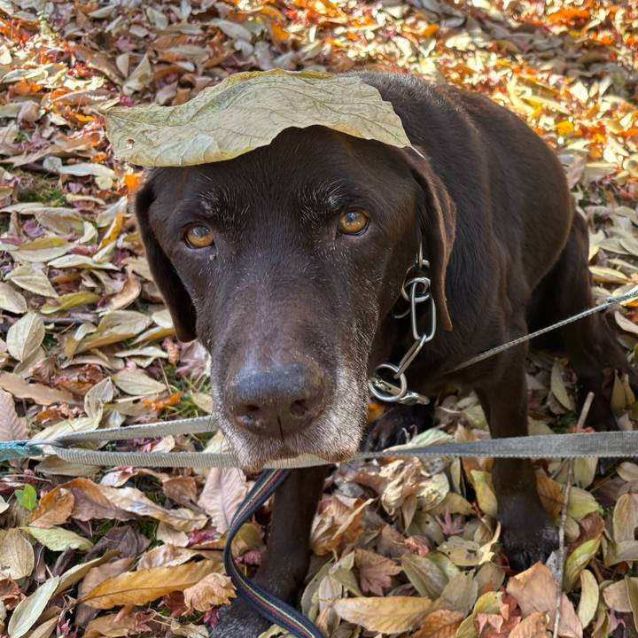 0fa40a90 e403 42ab bba2 0d8bcf0d2916 1763901362673