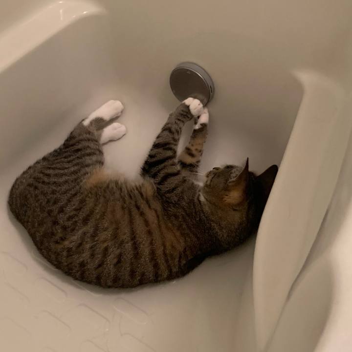 0fa4b381 1562 40bd a270 f2817c16c3ab 1560477758395