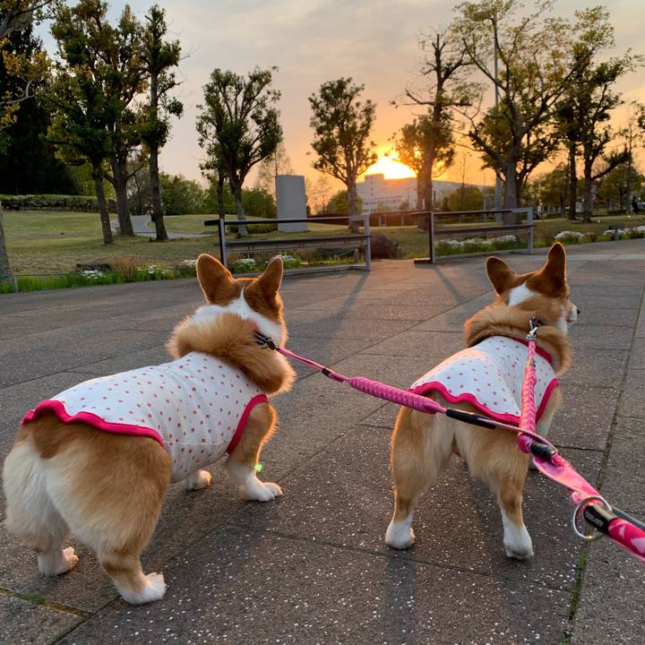 0fa6f052 d10b 447e 9b6f 0caeba6c5b34 1586940825119