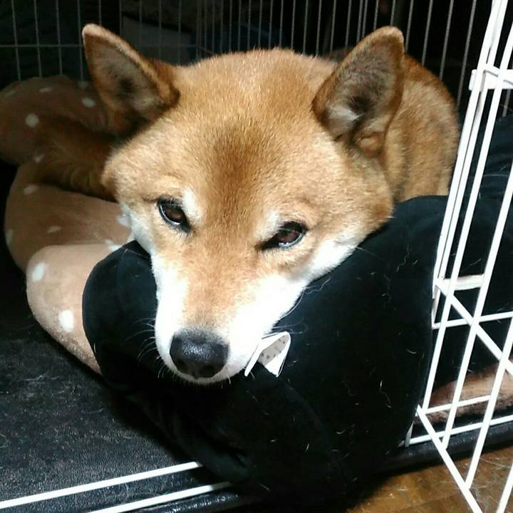 0fa7fd98 6eda 4c78 8b84 b20c8565221d 1576830974315