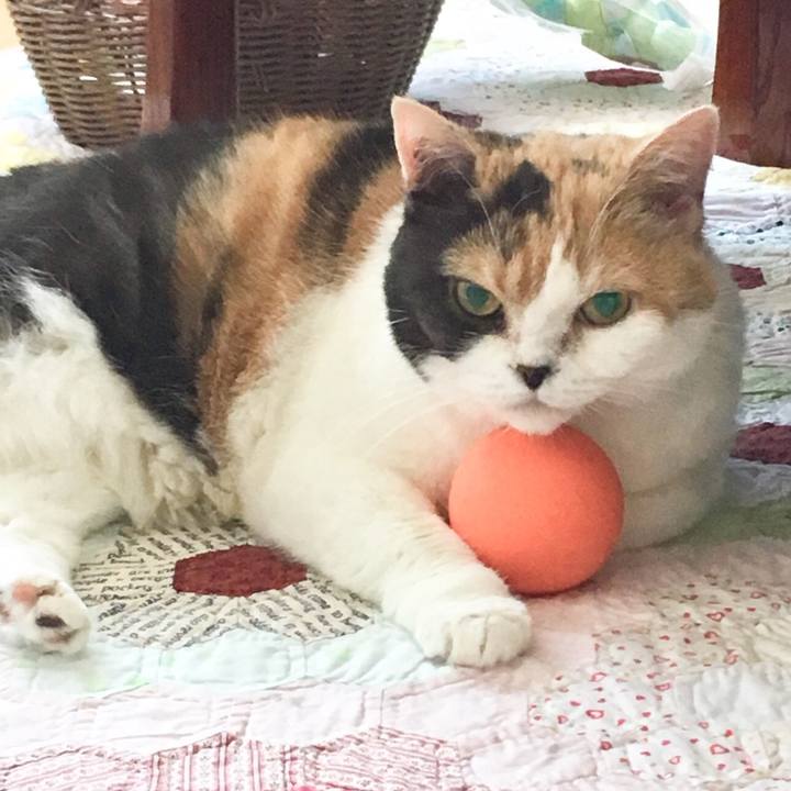 0fa92620 72cf 4038 a99c 0308a2c8ff37 1540863369605