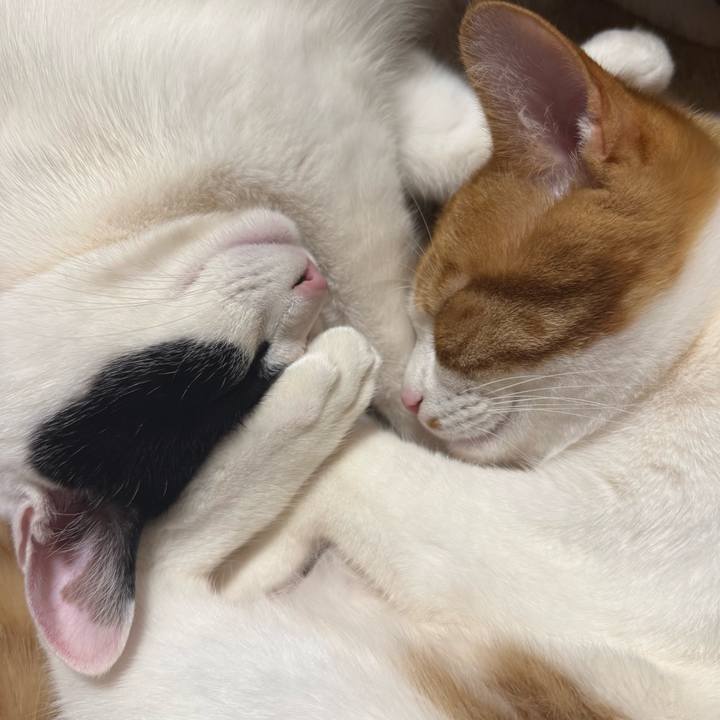 0fabd52e f28c 4432 87a6 eca70e902599 1770815146963