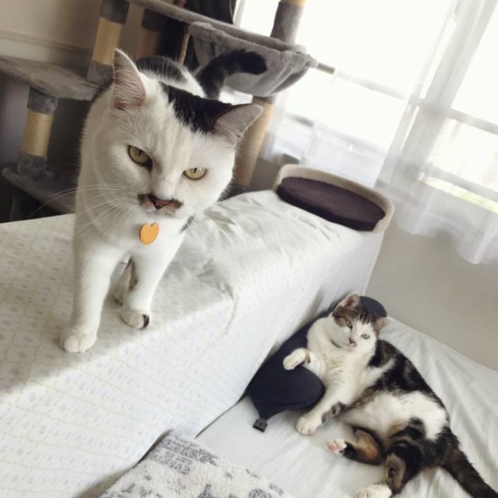 0facf66a f1fe 422d bf6e fdf9e26e1a58 1596002675514