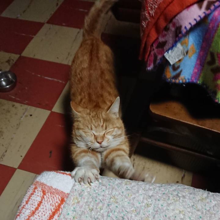 0fae1720 11f7 445f ab39 a1d51ea9ce15 1585252537172