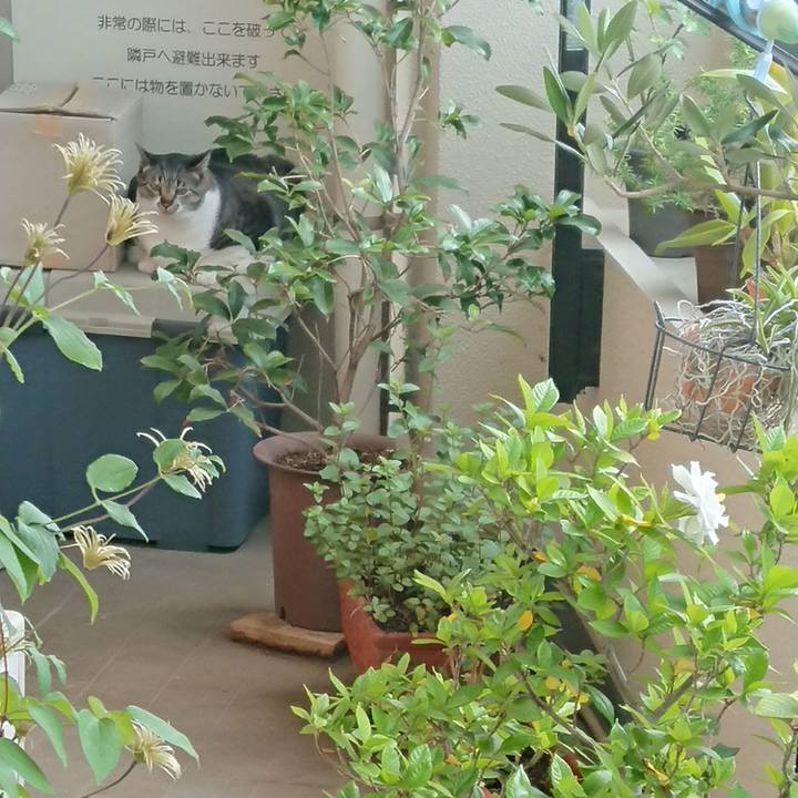 0fae2086 30a0 4d65 af69 f85d6a9e0b94 1528238295005