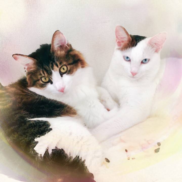 0fb08588 c697 4933 9261 7edf9baf2cf2 1510560653358