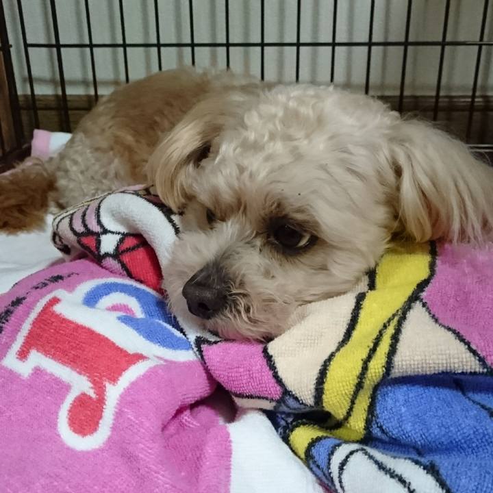 0fb19004 38e8 4618 a365 72f33af18f63 1557182351617