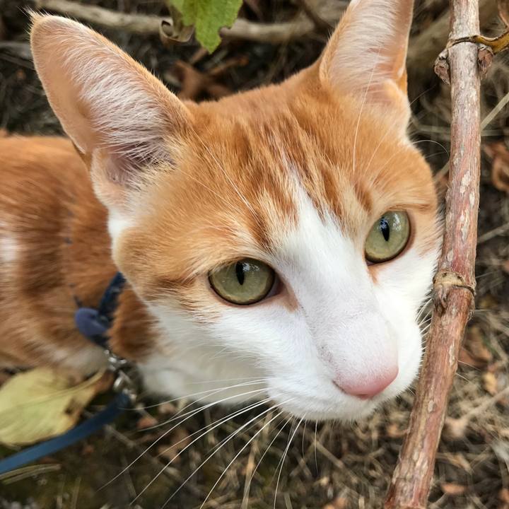 0fb1e97a df52 460b ad22 0e46a9cde269 1512370738218