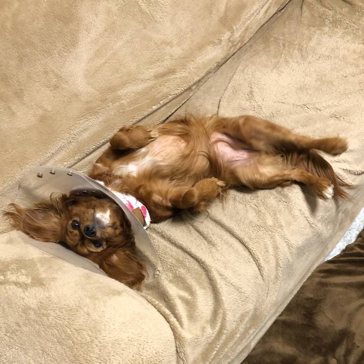 0fb21419 0241 410d ad43 0c44499e45b4 1582965242471