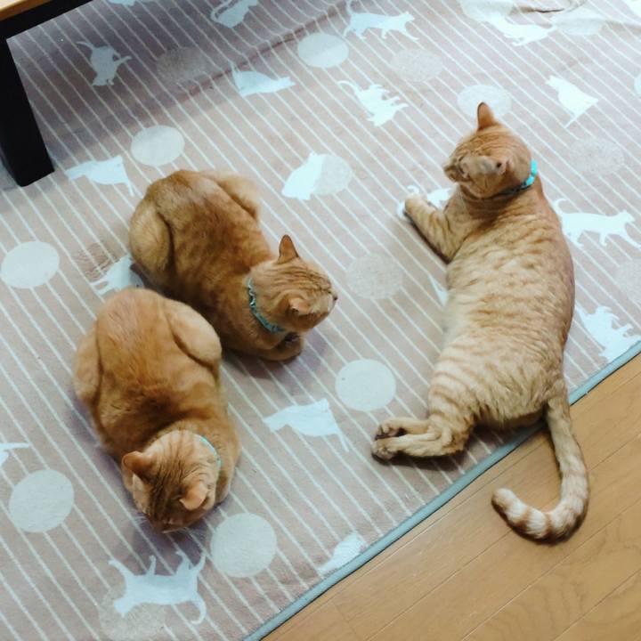 0fb3ae4b 0868 417f b724 b39fd30bb091 1732148286898