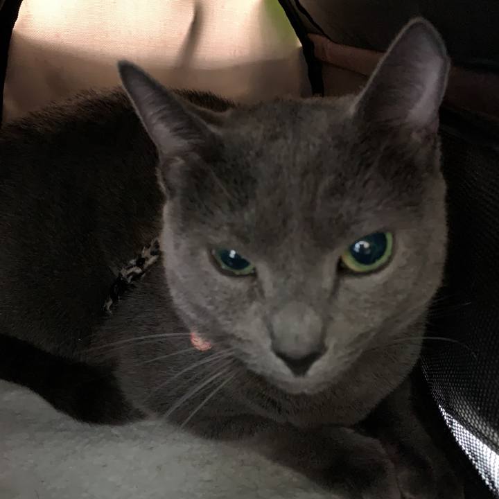 0fb49511 4d0a 471a 9af0 155e094672f0 1590111367404