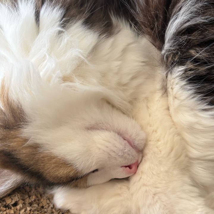 0fb81a51 1040 4909 90b0 ef1541b298f0 1771819347149