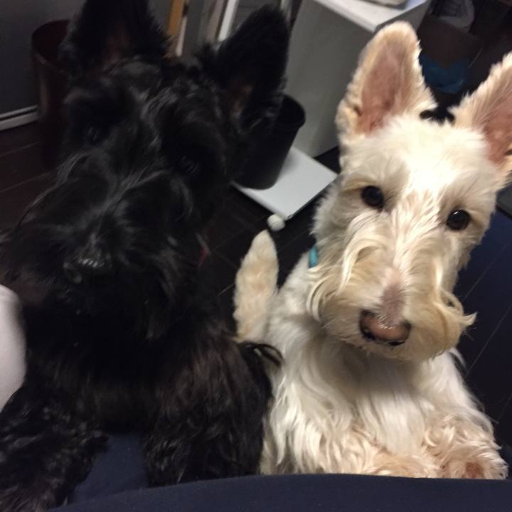 0fb95d9d c627 4781 bc68 2ca326dd75aa 1510979225387