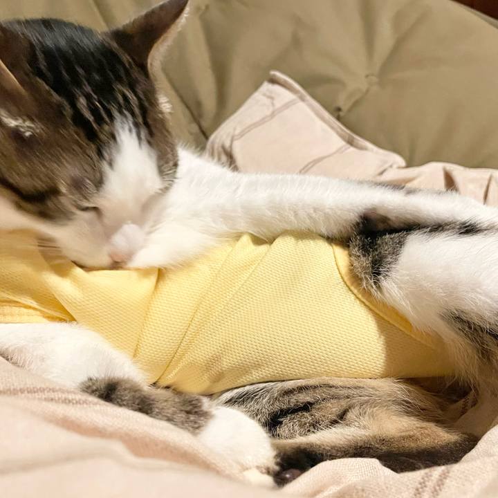 0fba2854 2028 4a69 a95f 5187b01c719c 1774522435299