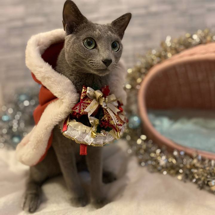 0fba2ceb e028 4a86 b9be 3525154b5799 1670840481361